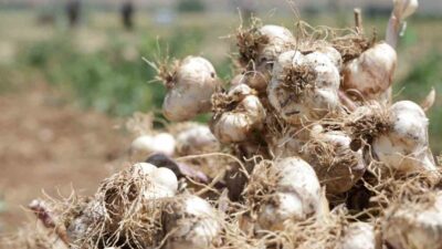 İspanya'dan bir sarımsak üretim ve endüstriyel ekipman firması, Aksaray'daki sarımsak