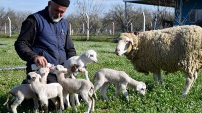 Manisa’nın Turgutlu ilçesinde bir besici, koyununun tek batında 5 kuzu