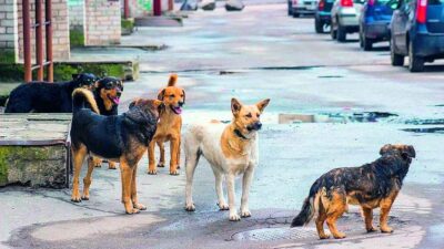 Türkiye'de son yıllarda yaşanan şiddet olayları ve işlenen suçlar, sokakların