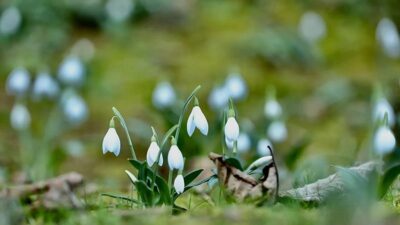 Baharın başlangıcı anlamına gelen cemrenin üçüncüsü bugün toprağa düştü. İlki