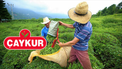 ÇAYKUR 1500 işçi alımı kura çekilişi için heyecan dorukta. Başvuruların