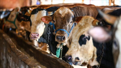 Kurban Bayramı yaklaşırken İstanbul’a yapılan kurbanlık hayvan sevkiyatları yoğunlaştı. Tarım