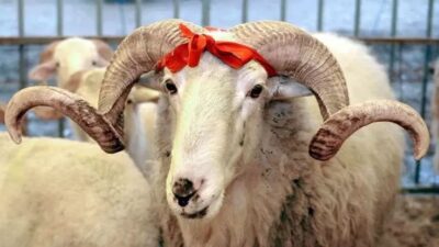 2025 Kurban Bayramı öncesi TZOB Başkanı Şemsi Bayraktar, kurbanlık fiyatlarını,