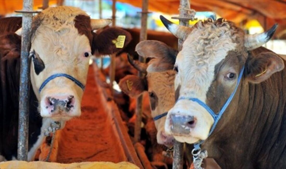 Kocaeli'de 15 Mayıs itibariyle kurban pazarları açıldı. Kurbanlık hayvanların satışı