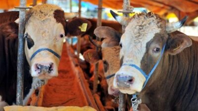 Kocaeli'de 15 Mayıs itibariyle kurban pazarları açıldı. Kurbanlık hayvanların satışı