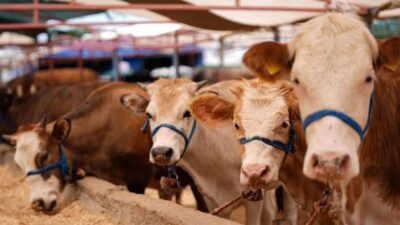 Kurban Bayramı yaklaşırken Türk Veteriner Hekimleri Birliği, sağlıklı kurbanlık seçimi,