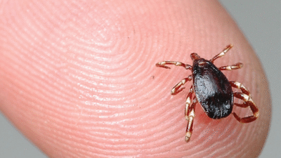 Sivas’ın Gölova ilçesinde kene ısırması sonucu KKKA teşhisi konulan 67