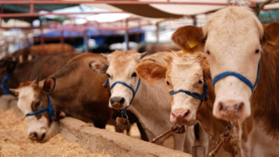2025 yılı Türkiye tarımı için felaketlerle dolu geçiyor. Don, kuraklık