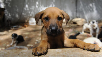 İstanbul Valiliği, 2025-2026 eğitim-öğretim yılı öncesi, okul çevrelerinde artan sahipsiz