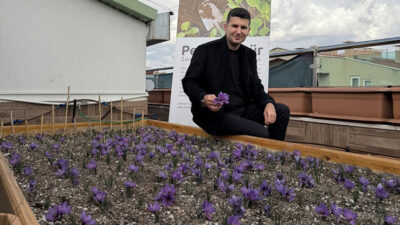Ülkü Ocakları Genel Merkezi’nin terasında safran yetiştirildi ve hasat edildi.