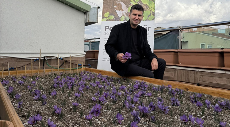 Ülkü Ocakları Genel Merkezi’nin terasında safran yetiştirildi ve hasat edildi.