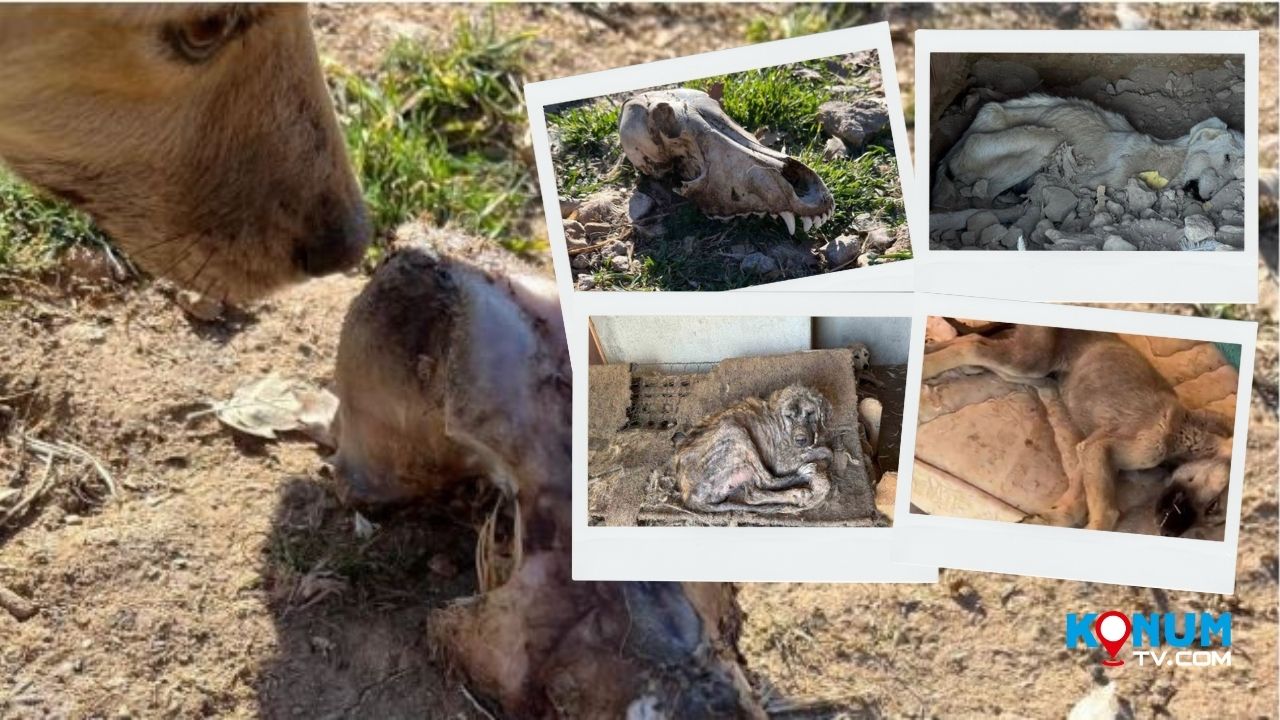 Denizli’de sokaklardan toplanarak “iyi şartlarda bakıldıkları” ileri sürülen ve yurt