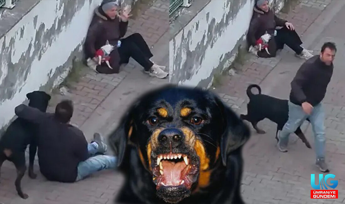 Ümraniye'de sahibinin ağızlıksız bir şekilde gezdirdiği rottweiler cinsi köpek, bir