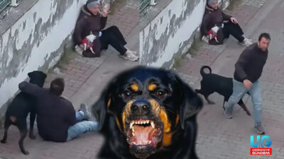 Ümraniye'de sahibinin ağızlıksız bir şekilde gezdirdiği rottweiler cinsi köpek, bir
