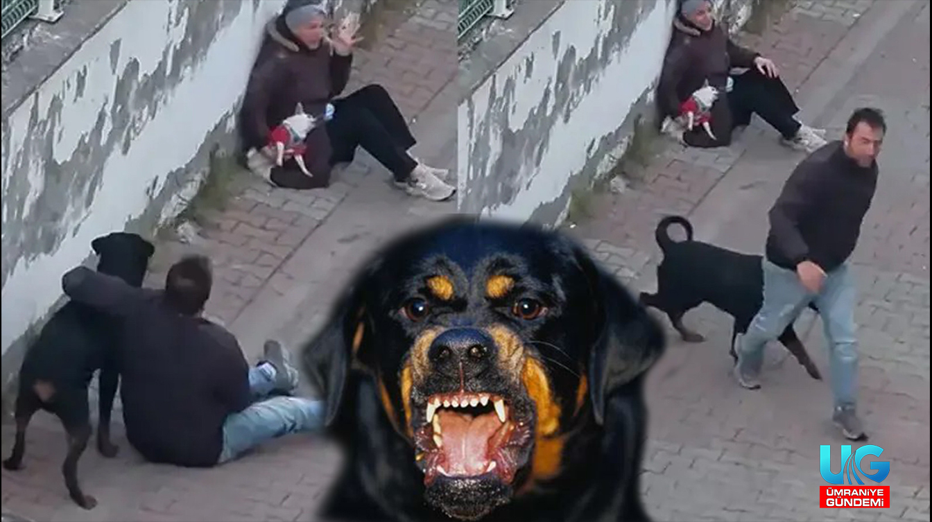 Ümraniye'de sahibinin ağızlıksız bir şekilde gezdirdiği rottweiler cinsi köpek, bir