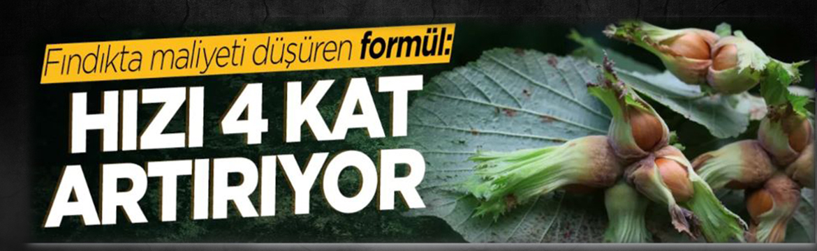 Fındık hasadına sayılı günler kala